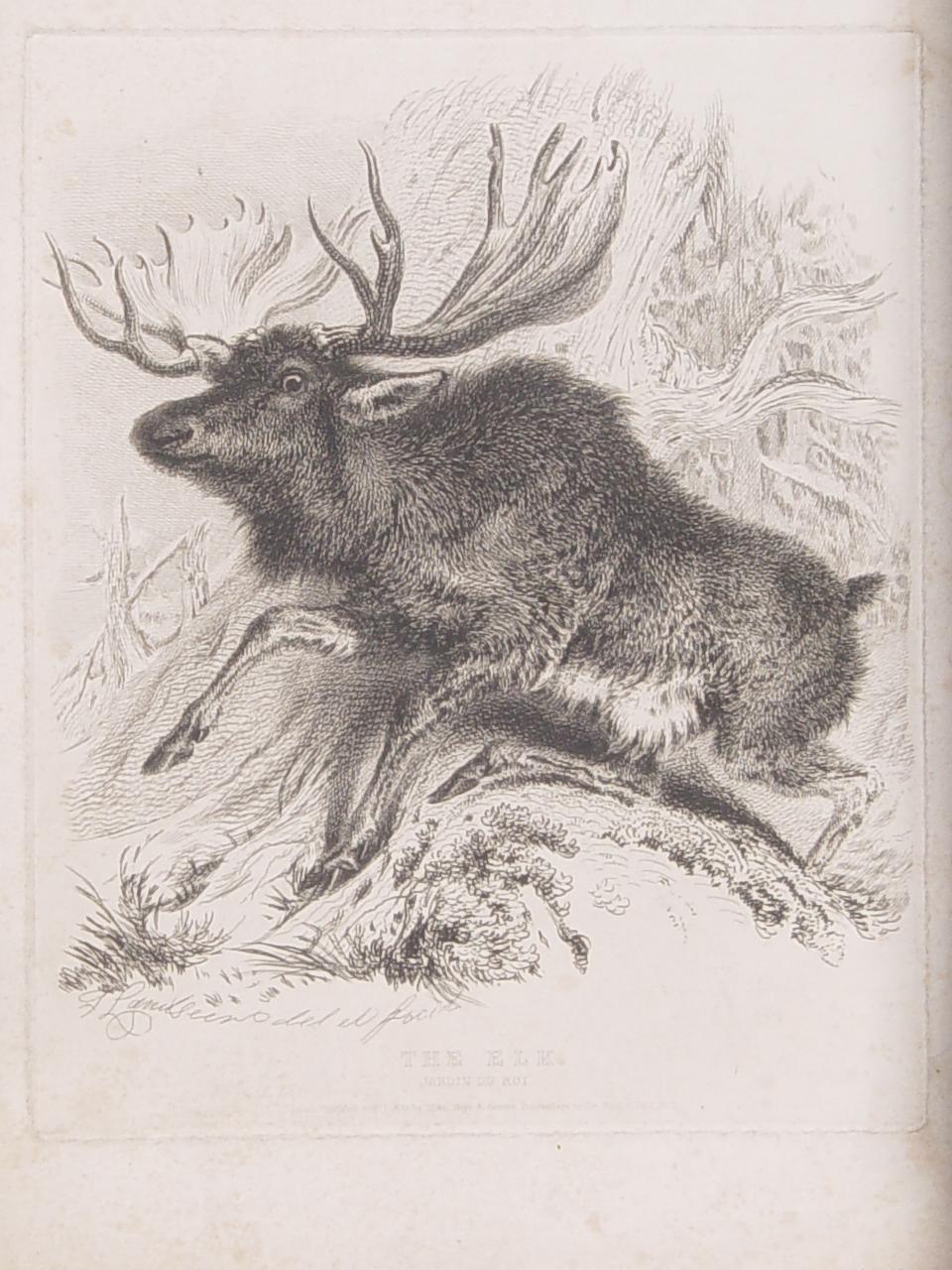 thomas landseer