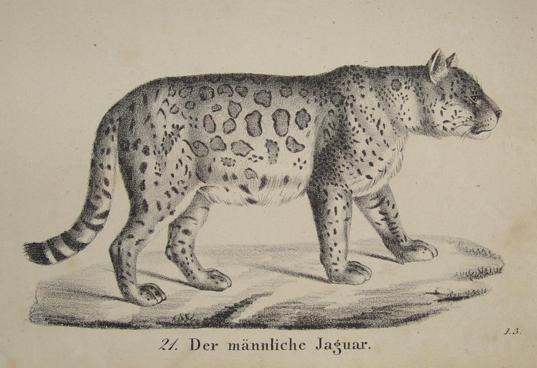 Raubtier Raubkatze Jaguar as Regenwald Südamerika  