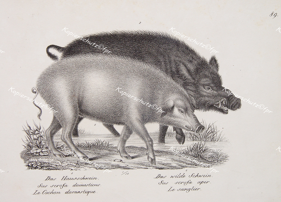 Lithographie Schwein Wildschwein cochon sanglier pig wild boar cinghiale Metzger Salami Jäger